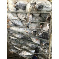 Whole round frozen skipjack tuna price canned tuna fish